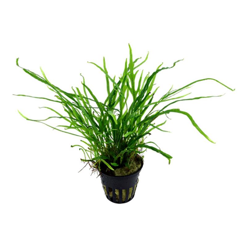 Planta acvariu Microsorum Pteropus Trident Tropica - imagine 4